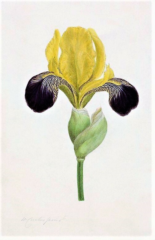 iris vandewill ca 1790 Curtis 50-70cm beau jaune rouge velouté (2).jpg
