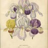 Portefeuille des horticulteurs, vol2 1848.jpg