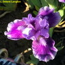 lavenderlynx02.jpg