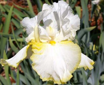 Image of Iris flower Olympic rings