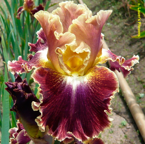 Tall Bearded Iris 